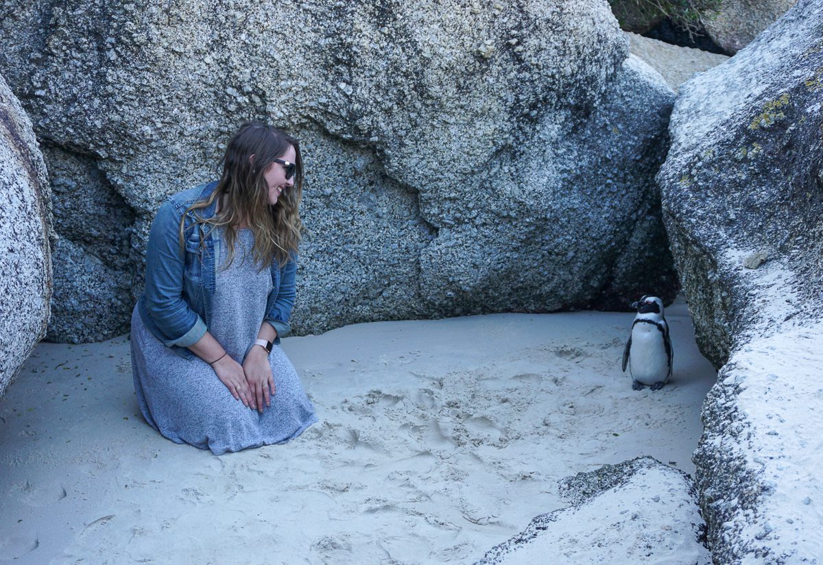 South Africa - penguin at boulder's beach