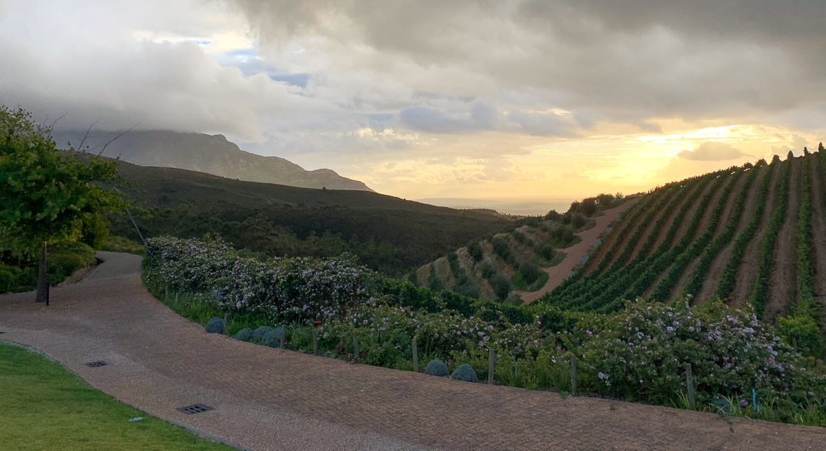South Africa - stellenbosch wine country