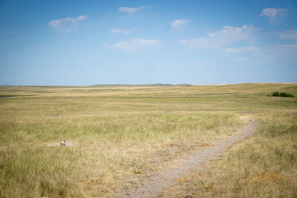 Badlands Prairie Dog Town