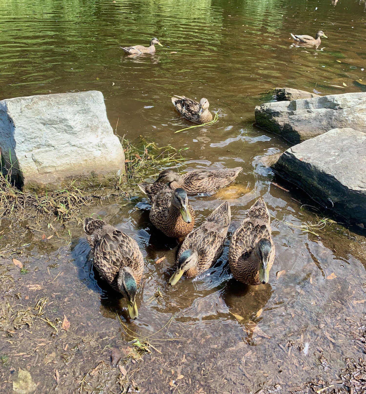 Ducks in pond behind Not Licked Yet Custard