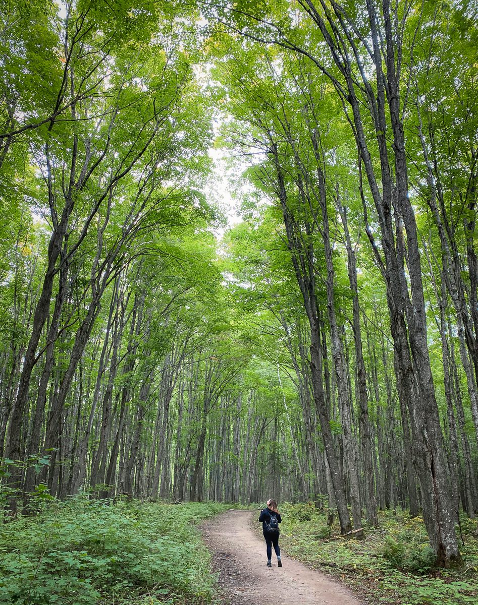 Bright green forest trail near Pictured Rocks