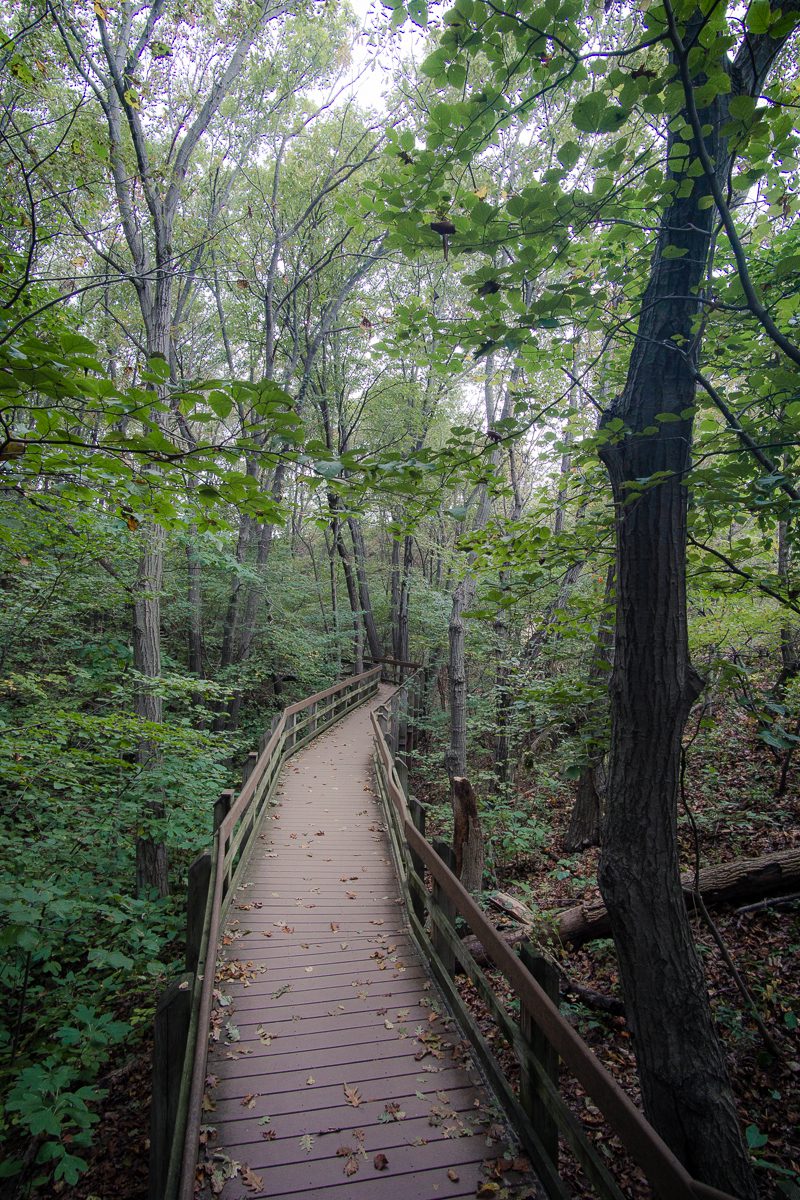 Boardwalk through forest at Indiana Dunes