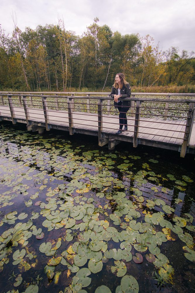 Boardwalk over lily pads at Beaver Marsh