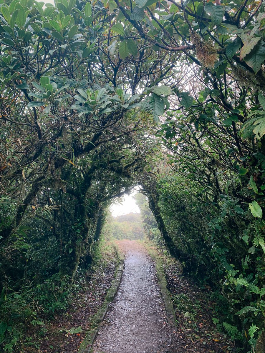 Trail through a canopy of trees in Monteverde