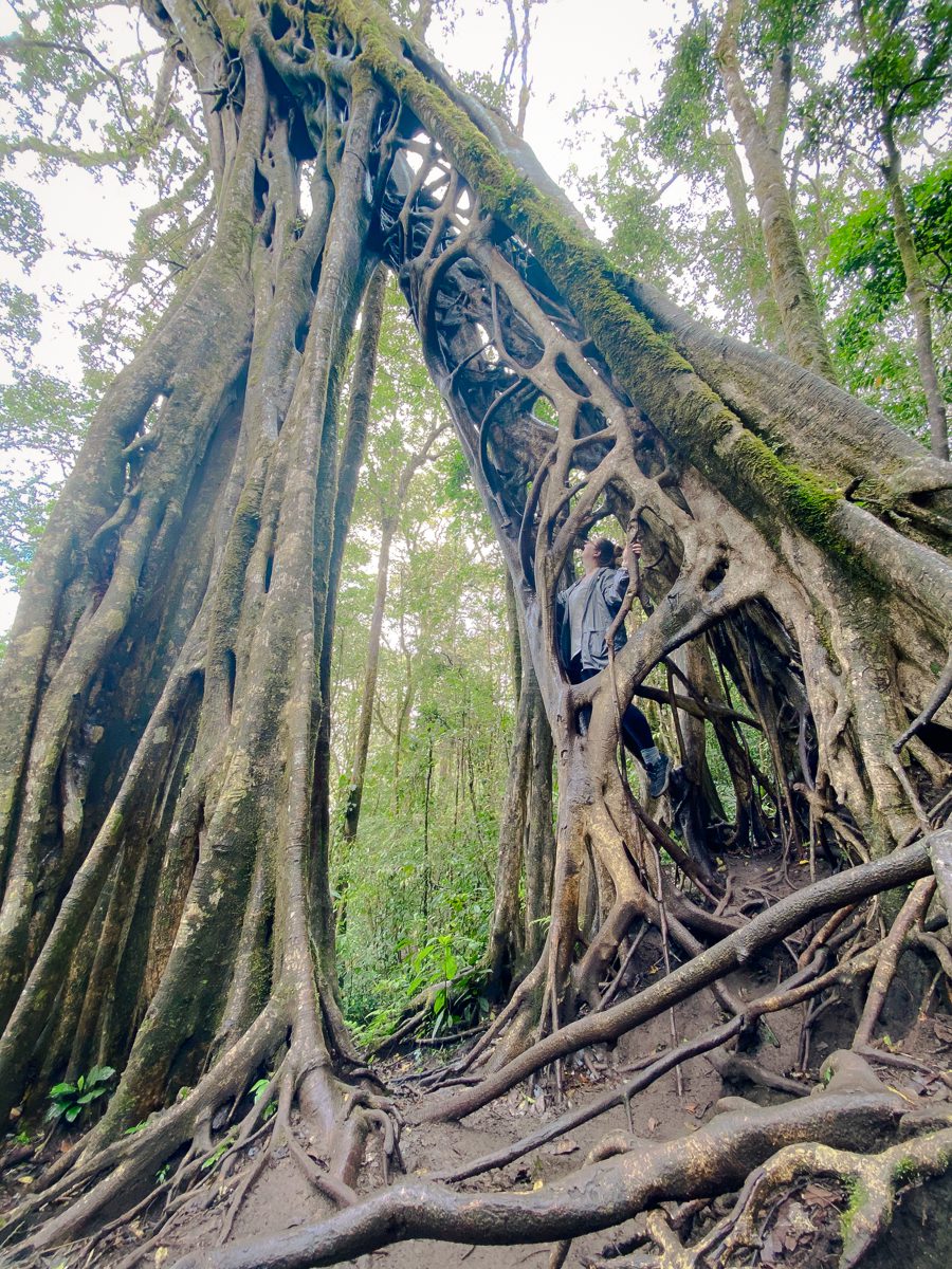 Climbing ficus tree