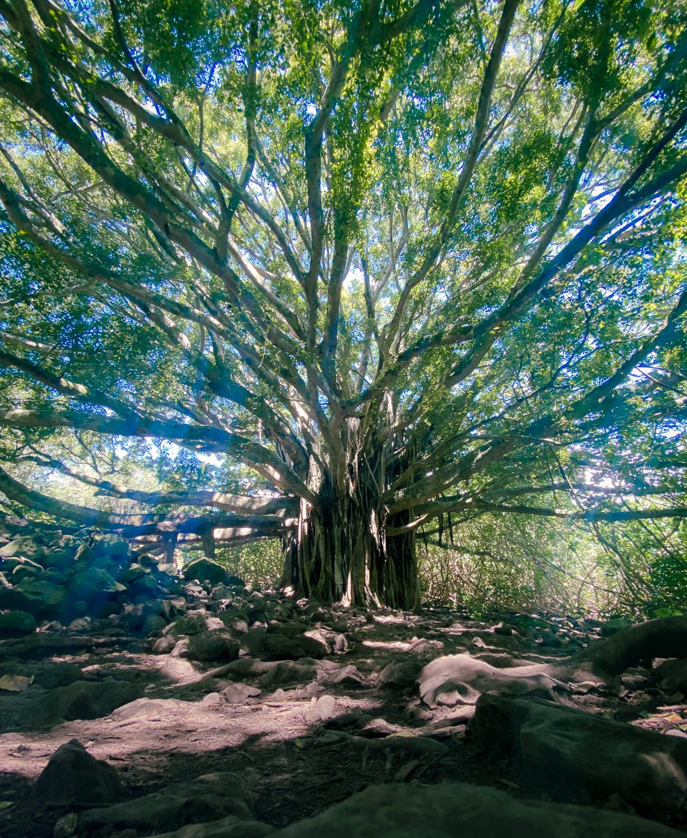 Banyan tree on Pipiwai trail