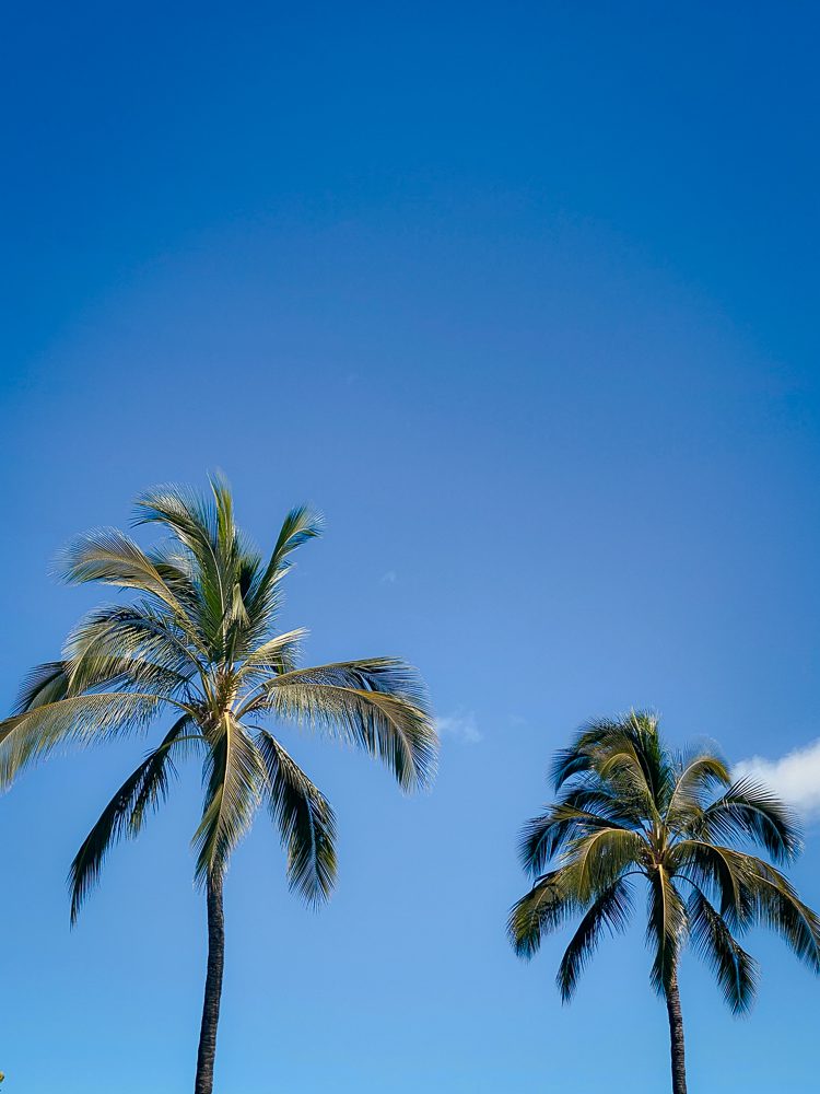 Palm trees in Maui Hawaii
